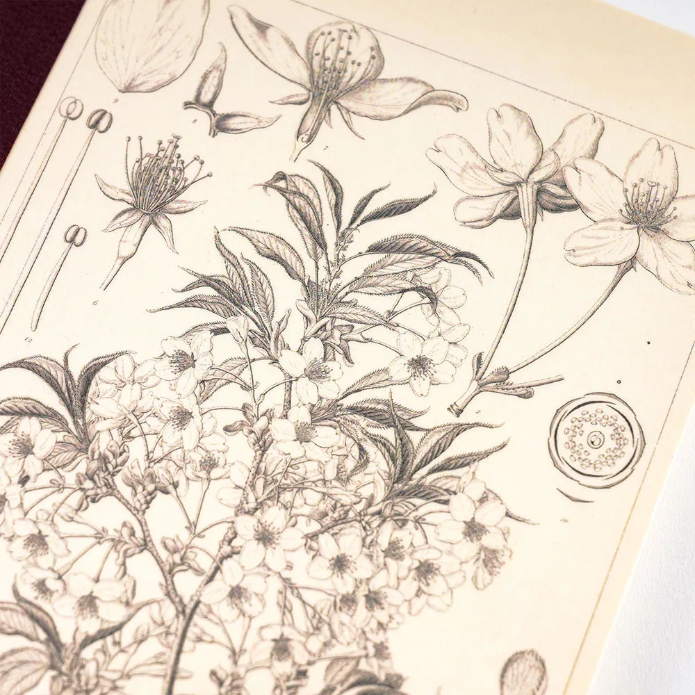 Hobonichi Plain Notebook [Tomitaro Makino: Yamazakura] A6